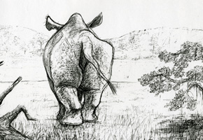 Rhinoceros