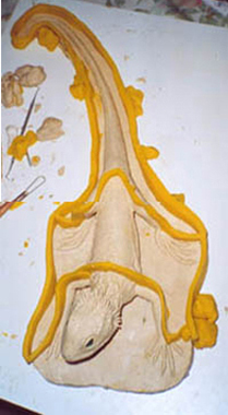 Moulage du Rynchoc�phale